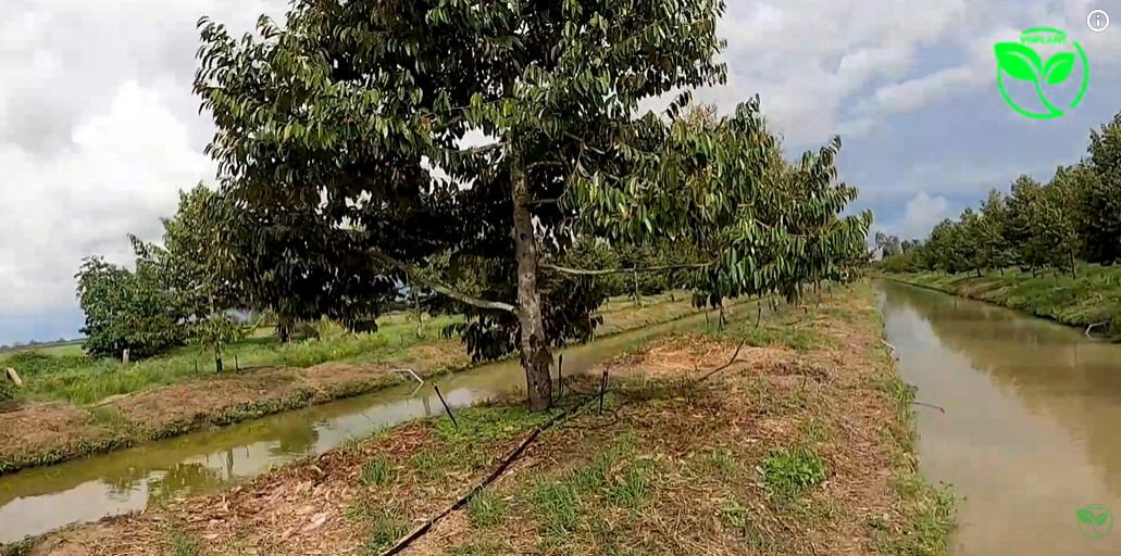 he thong tuoi sau rieng tai Can Tho